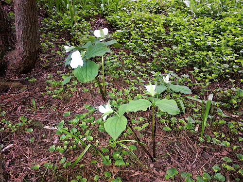 Trilliums a at Saint Silouan 2.png