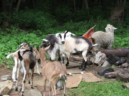 Fair Haven Goats 2.png