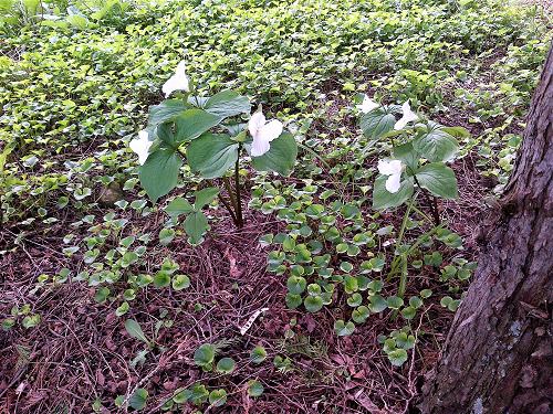 Trilliums at Saint Silouan 2.png