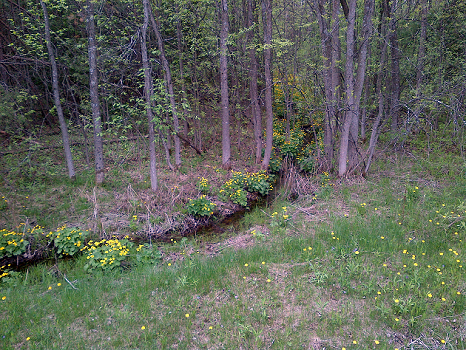 St Silouan spring S.png